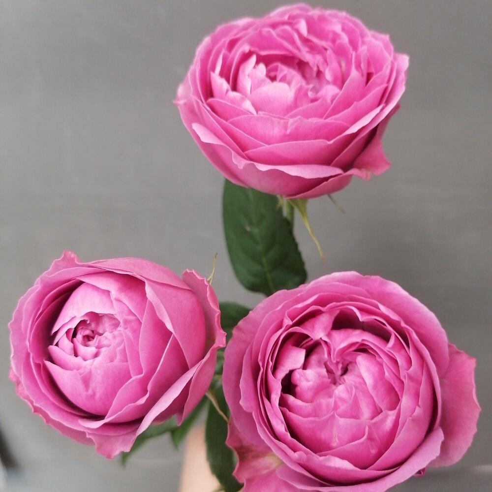 Роза кустовая Мисти Баблс Роза кустовая Мисти Баблс